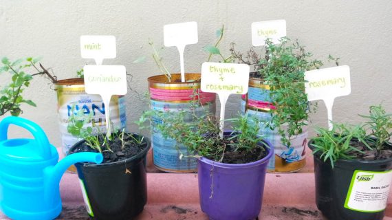Read more about the article my beginner herb garden